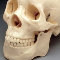 Life Size Skull Model