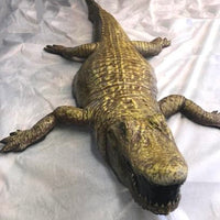 Alligator