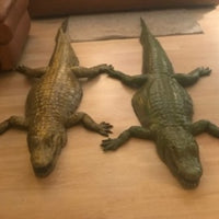Alligator