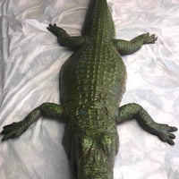 Alligator