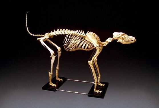 Large Dog Skeleton