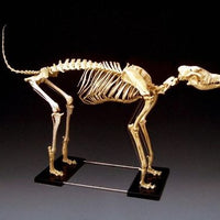 Large Dog Skeleton