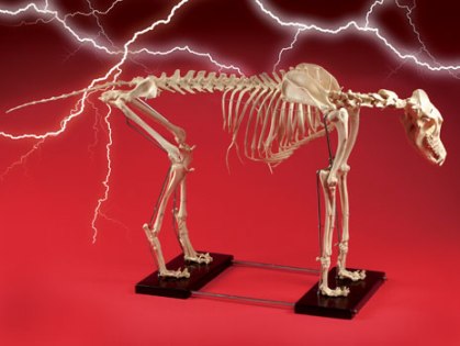 Large Dog Skeleton