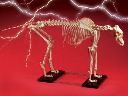 Large Dog Skeleton  Halloween Connection