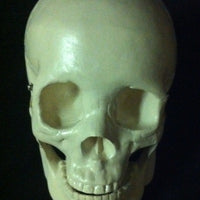 Life Size Skull Model