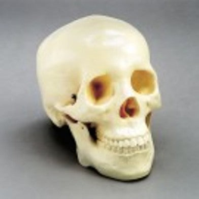 Life Size Skull Model